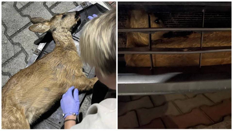Dramatyczne chwile na drodze: mała sarenka utknęła w aucie po zderzeniu - kierowca ruszył na ratunek [Foto]